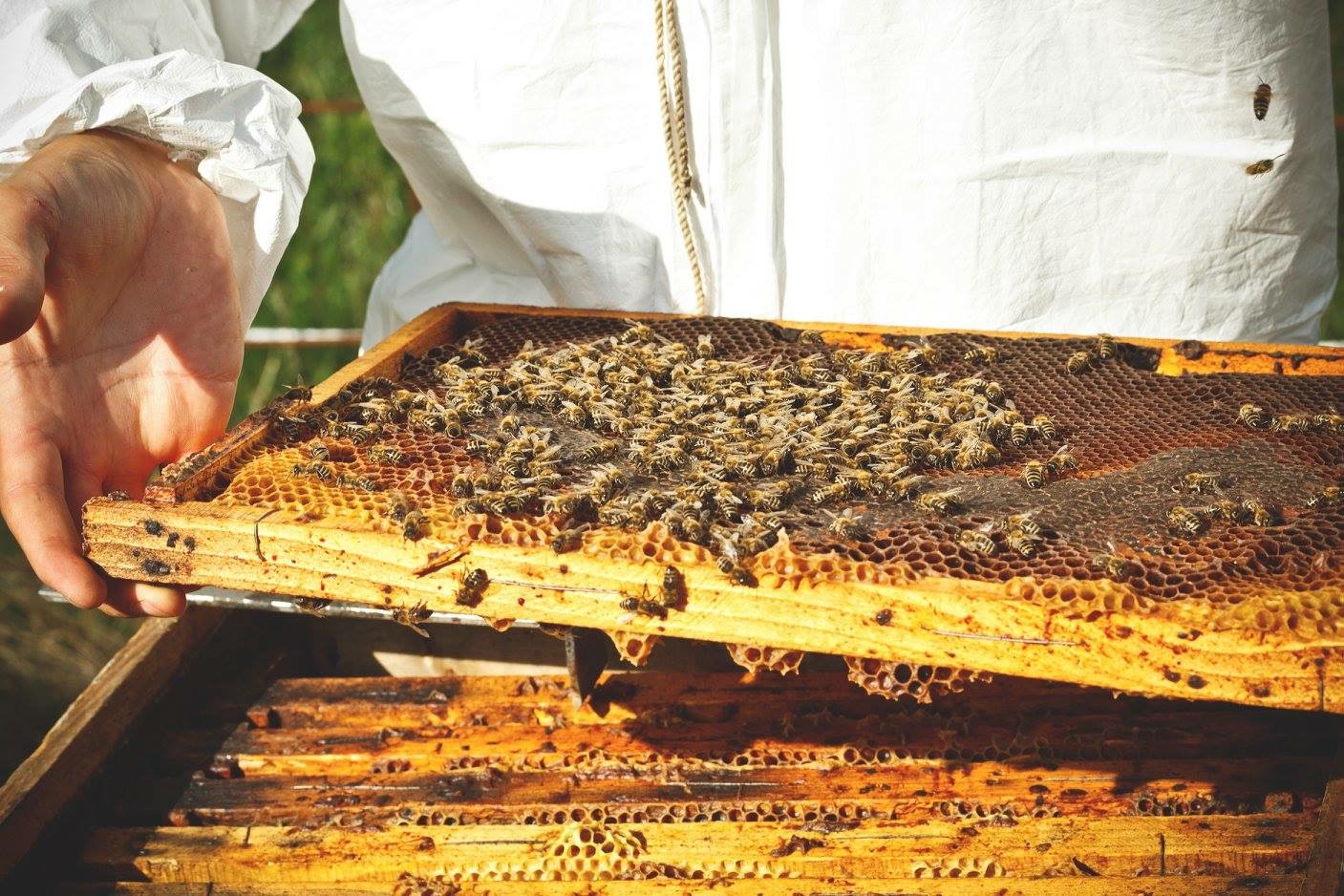 Adotta un'arnia' per salvaguardare le api e la biodiversità