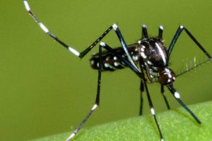protezione naturale dalle zanzare